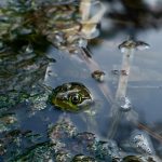 pond liner